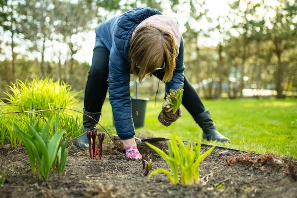 Woman Planting Hyacinth Flowers Spring Day Gardening Spring Chores — Stock Photo, Image