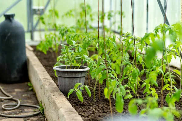 Cultivando Plantas Tomate Pimentas Estufa Dia Verão Cultivando Próprias Frutas — Fotografia de Stock