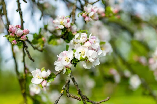 晴れた春の日に美しい古いリンゴの木の庭の開花 自然の美しさ 春の屋外での公開リンゴの枝 — ストック写真