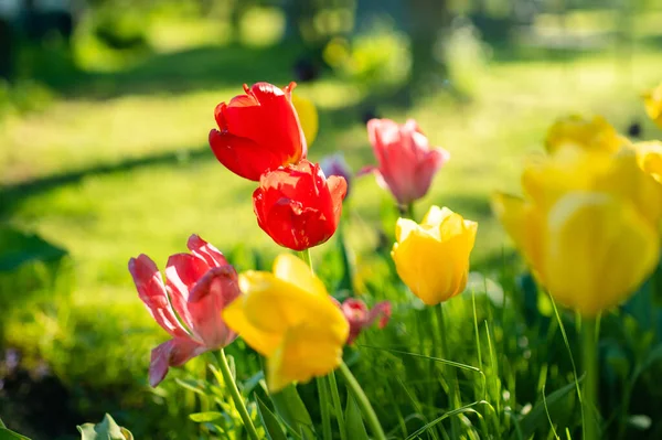 Tulipani Colorati Crescono Aiuola Nel Giardino Primaverile Bella Natura Primaverile — Foto Stock