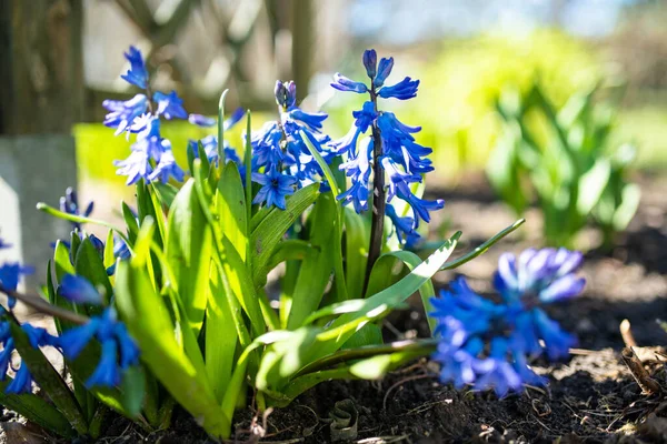 Schöne Blaue Hyazinthen Blühen Einem Sonnigen Frühlingstag Einem Garten Schönheit — Stockfoto
