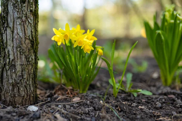Lindas Flores Narciso Amarelo Brilhante Florescendo Jardim Dia Ensolarado Primavera — Fotografia de Stock