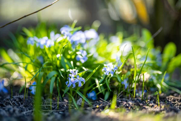 Virágzó Kék Scilla Luciliae Virágok Közelsége Napsütéses Tavaszi Napon Első — Stock Fotó