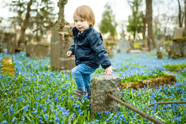 4月にリトアニアのヴィリニュスで3番目に古い墓地の1つであるベルナルディーヌ墓地に咲く青いシベリカの春の花を賞賛するかわいい幼児の少年 — ストック写真