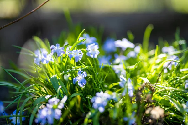 Närbild Blommande Blå Scilla Luciliae Blommor Solig Dag Första Vårens — Stockfoto