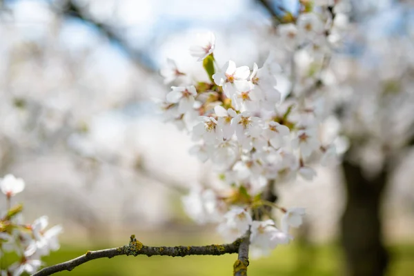 Beautiful Cherry Tree Blossoming Spring Beauty Nature Tender Cherry Branches — Stock Photo, Image