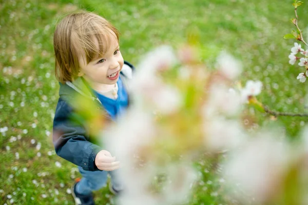 Leuke Peuter Jongen Spelen Bloeiende Kersenboom Tuin Mooie Lentedag Schattige — Stockfoto