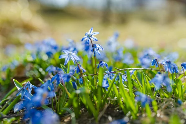 Scilla Virágok Virágoznak Tavaszi Kertben Alpok Hegyen Gyönyörű Kék Tavaszi — Stock Fotó