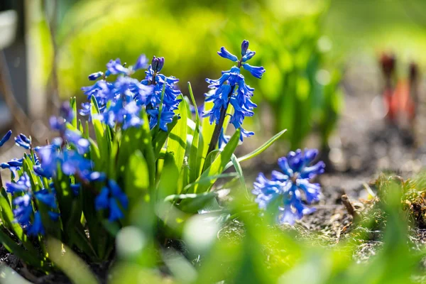 Vackra Blå Hyacint Blommor Blommar Trädgård Solig Vårdag Skönhet Naturen — Stockfoto
