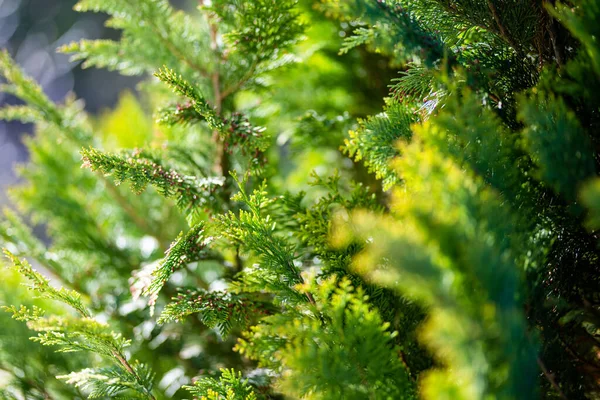 Folhas Verdes Frescas Árvores Thuja Fundo Verde Thuya Twig Occidentalis — Fotografia de Stock