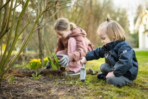 Storasyster Och Hennes Lillebror Planterar Hyacint Blommor Vårdagen Barn Hjälper — Stockfoto