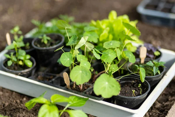 Plastic Pots Various Vegetables Seedlings Planting Young Seedlings Spring Day — Stock Photo, Image