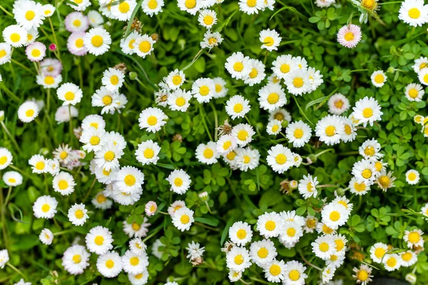 Vacker Äng Våren Full Blommande Vita Och Rosa Gemensamma Prästkragar — Stockfoto
