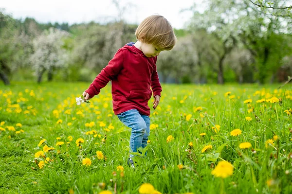 暖かい春の日にリンゴ園の開花を楽しんでいるかわいい幼児の少年 市内公園でアクティブな小さな男の子の花を摘む 子供連れの家族のための積極的な屋外活動 — ストック写真