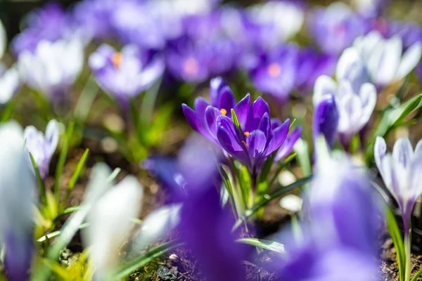 園内にはクロッカスの花が咲いています 春の風景 自然の美しさ — ストック写真