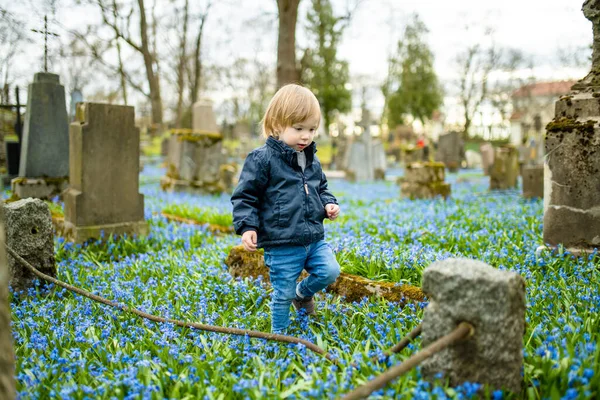 Söta Småbarn Pojke Beundrar Blå Scilla Siberica Våren Blommor Blommar — Stockfoto