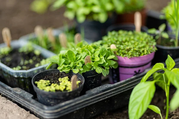 有各种蔬菜幼苗的塑料罐 在春天里种苗 在家乡种植自己的水果和蔬菜 自给自足的园艺和生活方式 — 图库照片