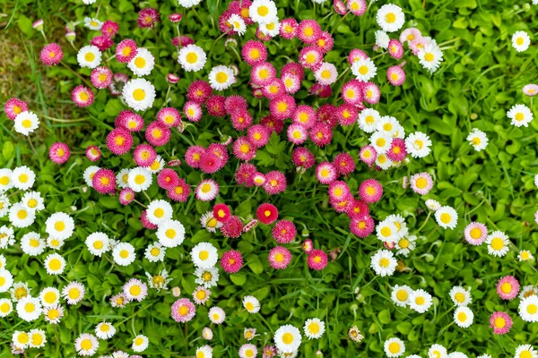 Schöne Wiese Frühling Voller Blühender Weißer Und Rosa Gänseblümchen Auf — Stockfoto