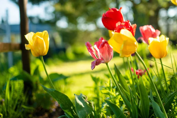 Colorful tulips grow in flower bed in the spring garden. Beautiful spring nature.