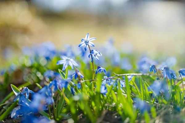 Alpine Hill Deki Bahar Bahçesinde Scilla Çiçekleri Açıyor Güneşli Bir — Stok fotoğraf