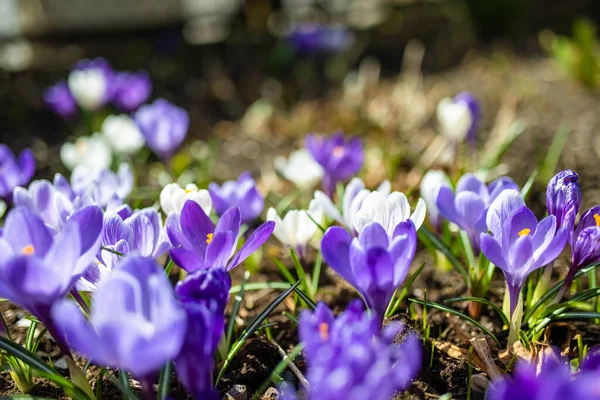 園内にはクロッカスの花が咲いています 春の風景 自然の美しさ — ストック写真