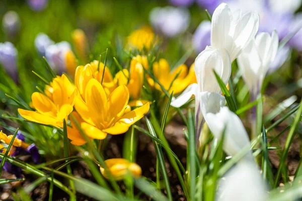 Blooming Crocus Flowers Park Spring Landscape Beauty Nature — Stock Photo, Image
