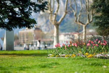 İlkbahar günü Lecco kasabasının şehir parkında renkli laleler çiçek açıyor. Lecco 'nun ünlü Como Gölü ve Bergamo Alp Dağları arasında bulunan Picturesque rıhtımı. İtalya 'da tatil beldesi.