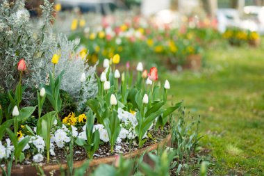 İlkbahar günü Lecco kasabasının şehir parkında renkli laleler çiçek açıyor. Lecco 'nun ünlü Como Gölü ve Bergamo Alp Dağları arasında bulunan Picturesque rıhtımı. İtalya 'da tatil beldesi.
