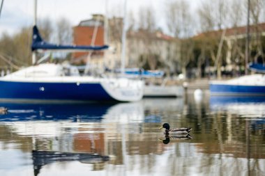 Lecco kasabasındaki marinaya yanaşmış renkli yatların önünde ördek yüzüyordu. Lecco 'nun ünlü Como Gölü ve Bergamo Alpleri arasında bulunan Picturesque rıhtımı. İtalya 'da tatil beldesi.