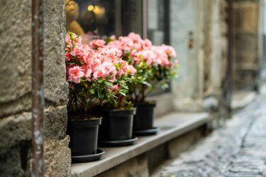 Milan 'ın kuzeydoğusundaki Bergamo şehrinin ortaçağ caddesinde büyük saksılarda çiçek açan Azalea bitkileri. Şehrin üst bölgesi Citta Alta 'nın manzarası. Bergamo, Lombardy, İtalya.