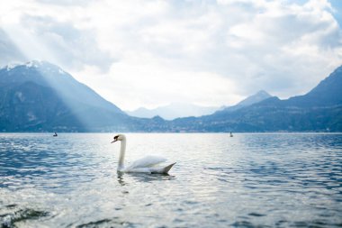 Como Gölü kıyısındaki en pitoresk kasabalardan biri olan Varenna marinasında yüzen güzel beyaz kuğu. Varenna, Lombardy, İtalya.