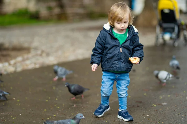 Słodki Chłopczyk Karmiący Gołębie Wąskiej Ulicy Bergamo Małe Dziecko Bawiące — Zdjęcie stockowe