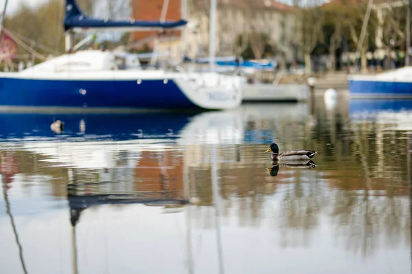 Duck swimming in front of colourful yachts docked at marina of Lecco town. Picturesque waterfront of Lecco located between famous Lake Como and Bergamo Alps. Vacation destination in Italy.
