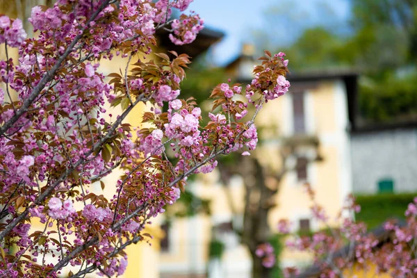 Cheery Tree Blossoming Colorful Houses Varenna One Most Picturesque Towns — Stock Photo, Image