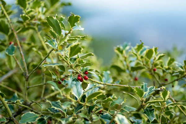 Красные Ягоды Тернисто Зеленые Листья Падуба — стоковое фото
