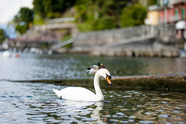 美しい白い白鳥は コモ湖の海岸で最も絵のように美しい町の一つであるバレンナのマリーナで泳いでいます バレンナ ロンバルディア州 イタリア — ストック写真