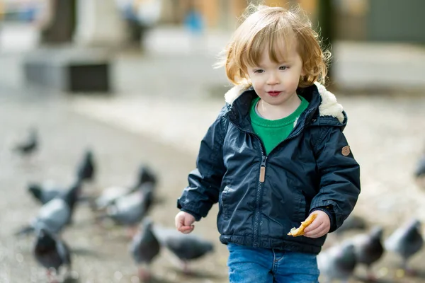 Menino Bonito Alimentando Pombos Rua Estreita Bergamo Criança Divertindo Explorando — Fotografia de Stock