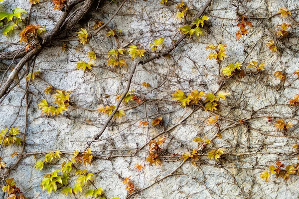 Παλιός Τσιμεντένιος Τοίχος Καλυμμένος Κλαδιά Κισσού Έντονα Πράσινα Φύλλα — Φωτογραφία Αρχείου