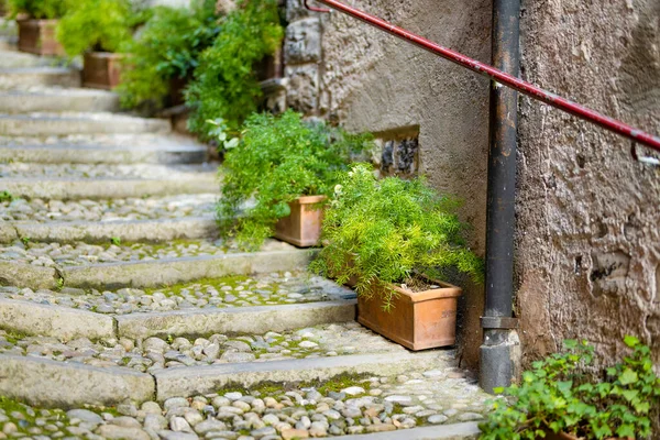 Green Decorative Plants Flower Pots Varenna One Most Picturesque Towns — Stock Photo, Image