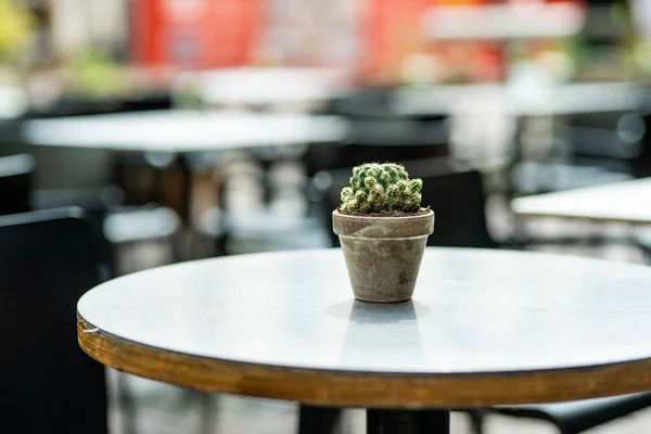 Prázdný Malý Venkovní Jídelní Stůl Zdobený Kaktusem Květináči Městě Bergamo — Stock fotografie