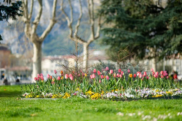 Kolorowe Tulipany Kwitną Parku Miejskim Miasta Lecco Wiosenny Dzień Malownicze — Zdjęcie stockowe