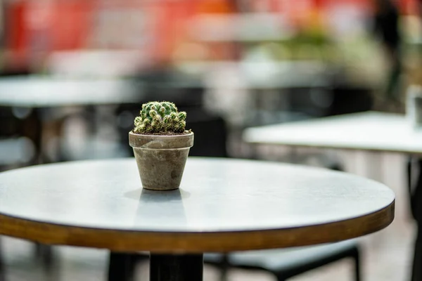 Prázdný Malý Venkovní Jídelní Stůl Zdobený Kaktusem Květináči Městě Bergamo — Stock fotografie