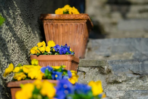 Pansiurile Galbene Albastre Înfloresc Ghivece Flori Din Varenna Unul Dintre — Fotografie, imagine de stoc