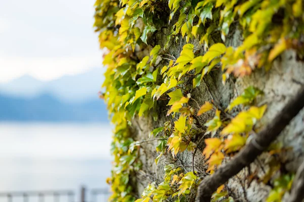 Старая Цементная Стена Покрытая Переплетенными Ветвями Плюща Ярко Зелеными Листьями — стоковое фото