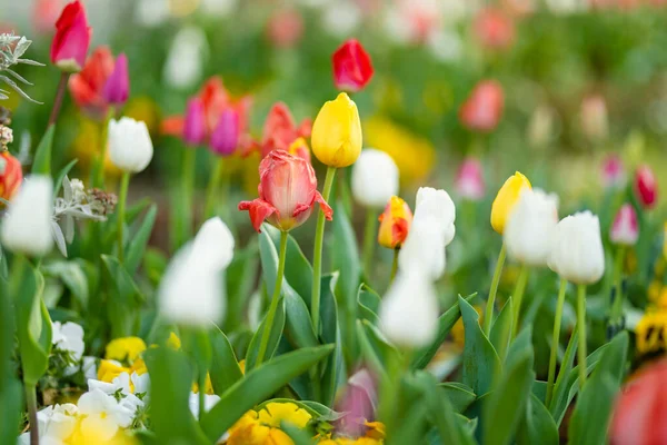 Kolorowe Tulipany Kwitną Parku Miejskim Miasta Lecco Wiosenny Dzień Malownicze — Zdjęcie stockowe