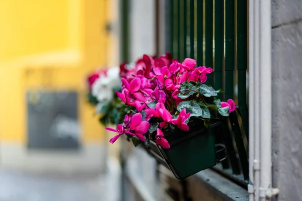 Fialové Sasanky Kvetoucí Květináčích Varenně Jednom Nejmalebnějších Měst Břehu Jezera — Stock fotografie