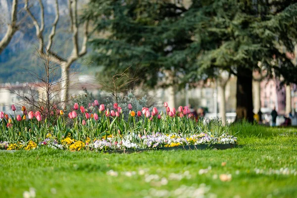 春天的一天 在Lecco镇的城市公园里 五彩缤纷的郁金香盛开 位于著名的科莫湖和贝尔加莫阿尔卑斯山之间的莱科海滨风景如画 意大利的度假目的地 — 图库照片