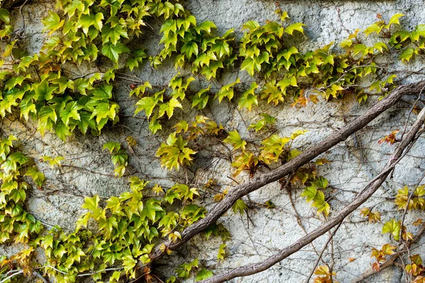 Parlak Yeşil Yapraklı Sarmaşık Dallarıyla Kaplı Eski Beton Bir Duvar — Stok fotoğraf