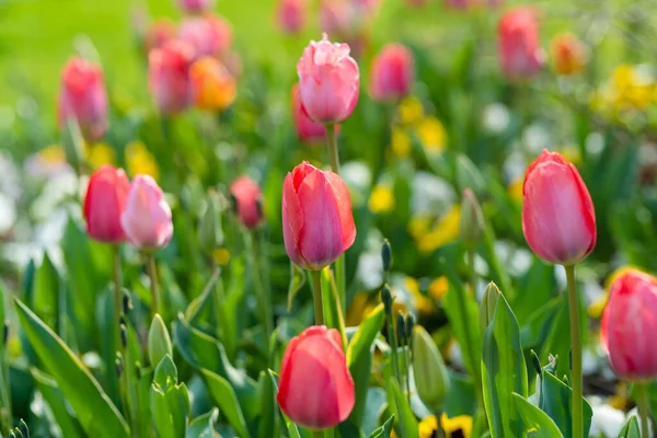 Des Tulipes Colorées Fleurissent Dans Parc Ville Lecco Jour Printemps — Photo