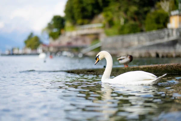 美しい白い白鳥は コモ湖の海岸で最も絵のように美しい町の一つであるバレンナのマリーナで泳いでいます バレンナ ロンバルディア州 イタリア — ストック写真